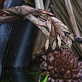 Nypa fruticans (Nipa Palm) ニッパヤシ in Centenary Lakes<br />Canon EOS 6D + EF400 F5.6L